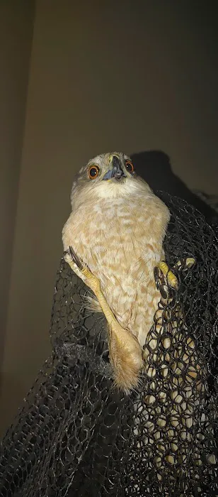 All Out Bird Control, LLC Picture 8