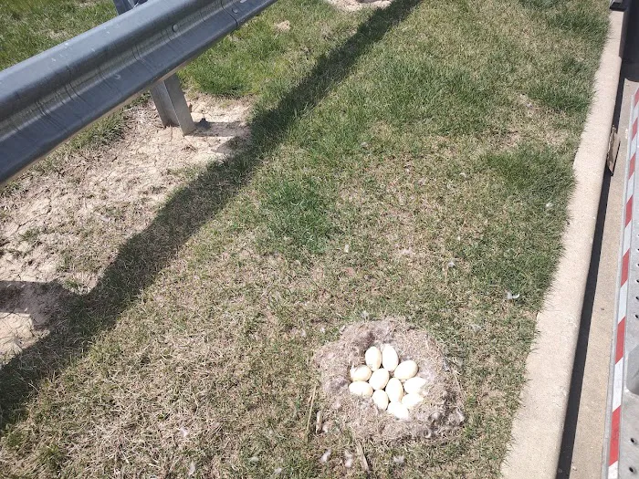 All Out Bird Control, LLC Picture 2