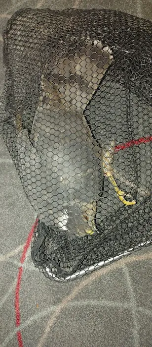 All Out Bird Control, LLC Picture 6