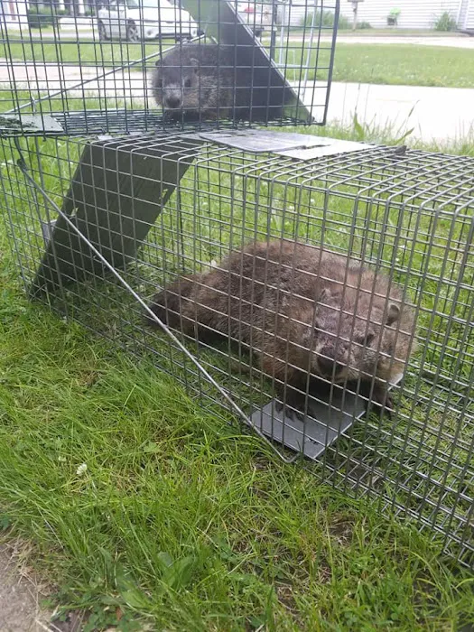 Evictus Wildlife Solutions Picture 5