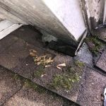 Evictus Wildlife Solutions