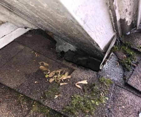 Evictus Wildlife Solutions