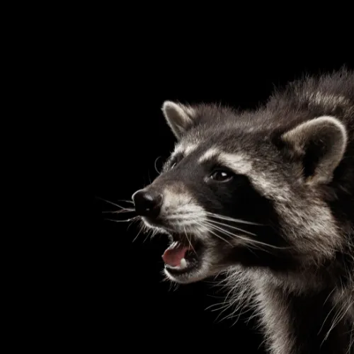 Evictus Wildlife Solutions Picture 8