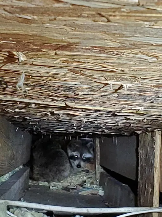 Evictus Wildlife Solutions Picture 6