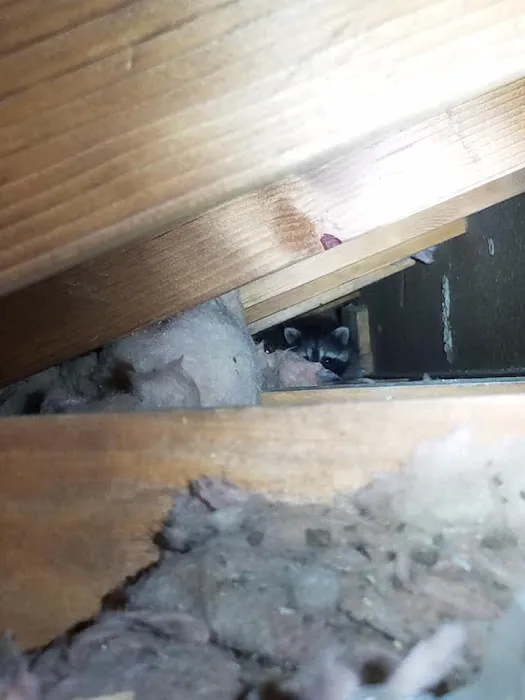 Evictus Wildlife Solutions Picture 3