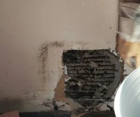 Arab Termite & Pest Control