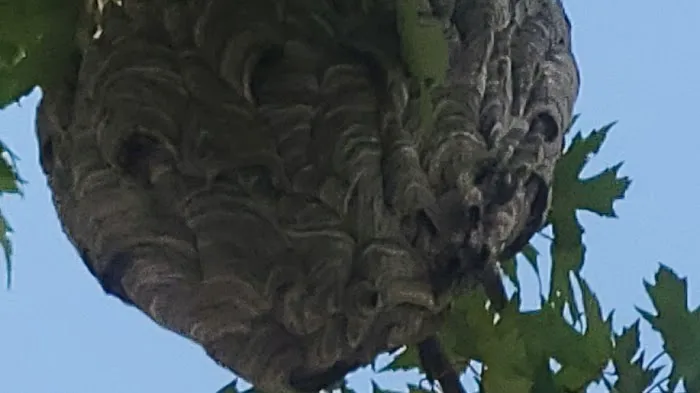 C and J Pest Management Services Picture 9
