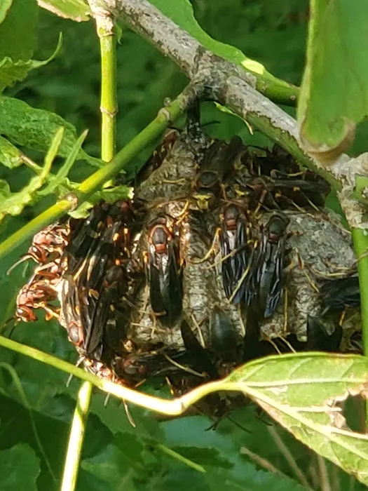C and J Pest Management Services Picture 5