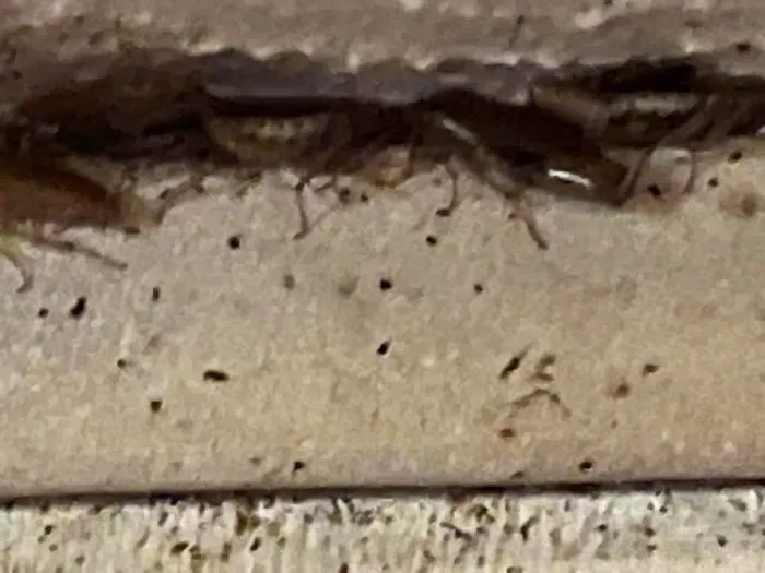 C and J Pest Management Services Picture 10