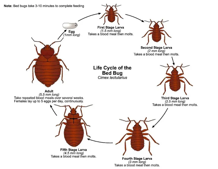Freedom Termite and Pest Control Picture 8