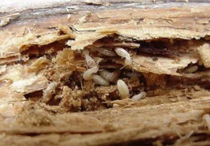 Freedom Termite and Pest Control Picture 1