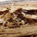 Freedom Termite and Pest Control