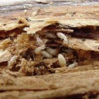 Freedom Termite and Pest Control ico