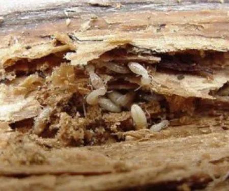 Freedom Termite and Pest Control
