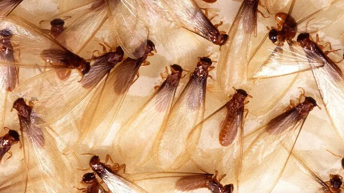Freedom Termite and Pest Control Picture 2