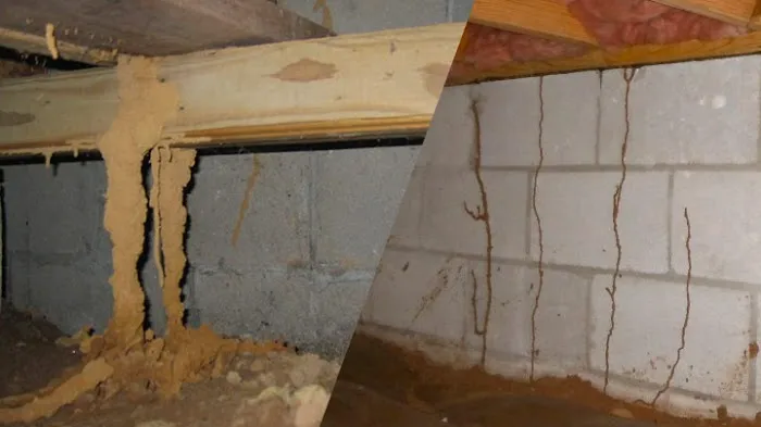 Freedom Termite and Pest Control Picture 5