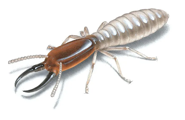Freedom Termite and Pest Control Picture 7