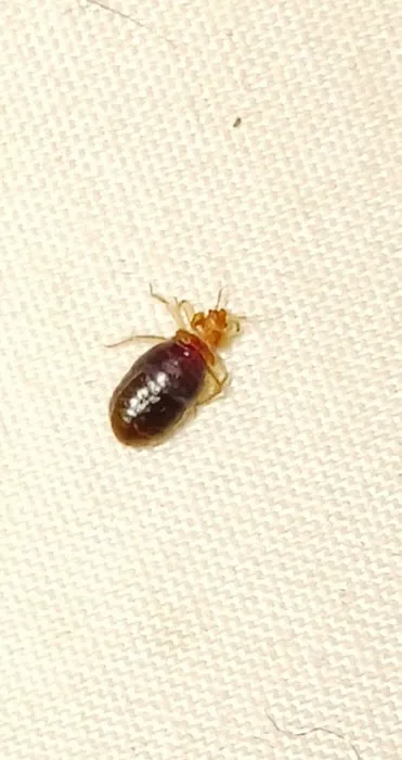 Ohio Pest Control Picture 9