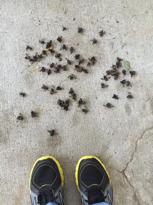 Bee Gone Pest Control Picture 7