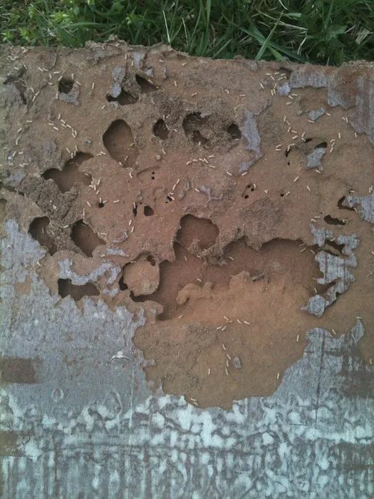 Bee Gone Pest Control Picture 4
