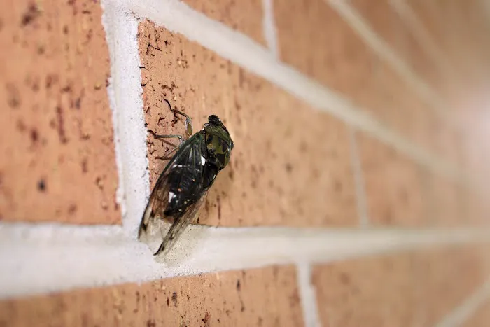 Black Diamond Pest Control Picture 1
