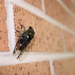 Black Diamond Pest Control