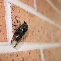 Black Diamond Pest Control ico