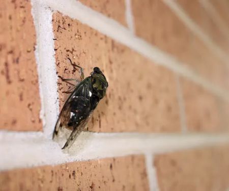 Black Diamond Pest Control