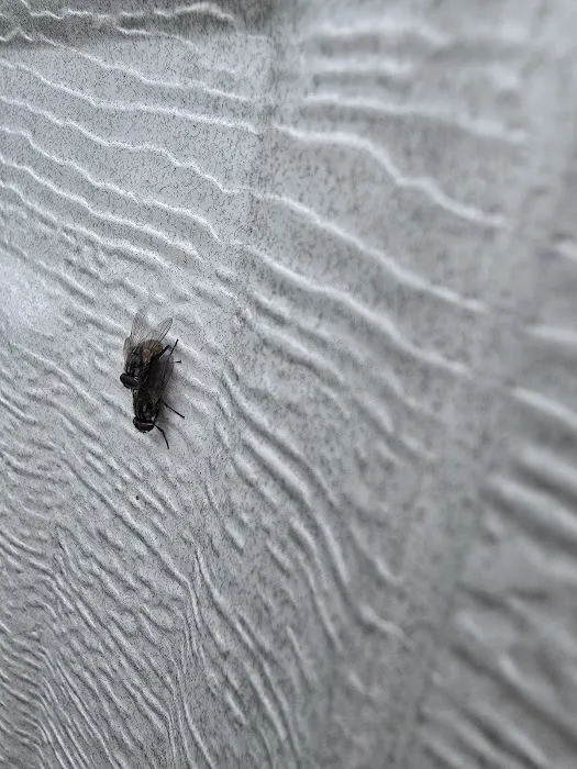 Orkin Picture 5