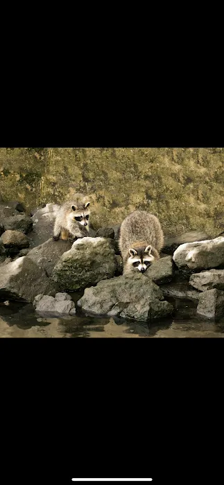Mountain State Wildlife Removal Picture 2