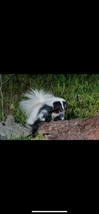 Mountain State Wildlife Removal Picture 1