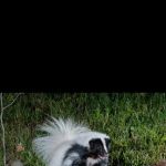 Mountain State Wildlife Removal