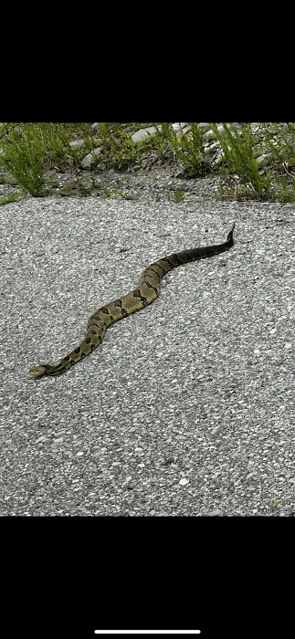 Mountain State Wildlife Removal Picture 3