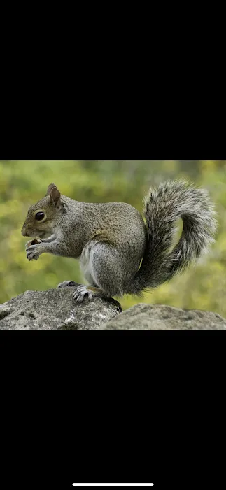 Mountain State Wildlife Removal Picture 7