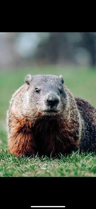 Mountain State Wildlife Removal Picture 5