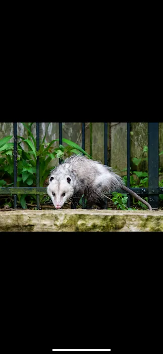 Mountain State Wildlife Removal Picture 4