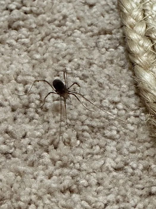 Orkin Picture 2