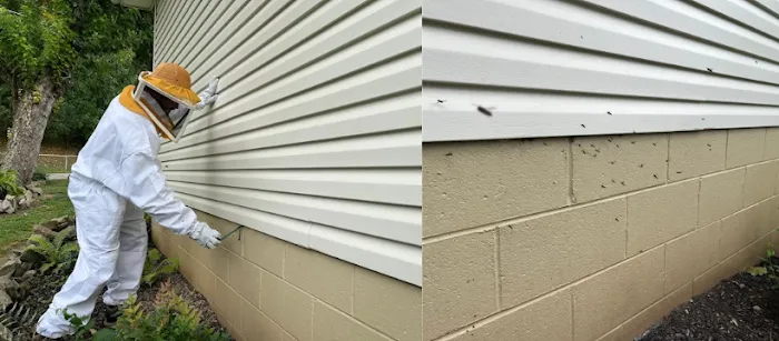 Spotlight Pest Control Picture 6