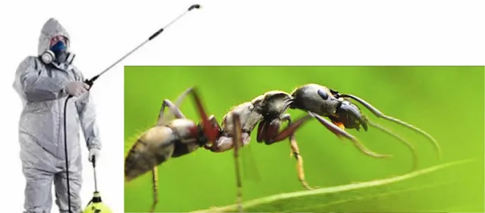 Spotlight Pest Control Picture 8
