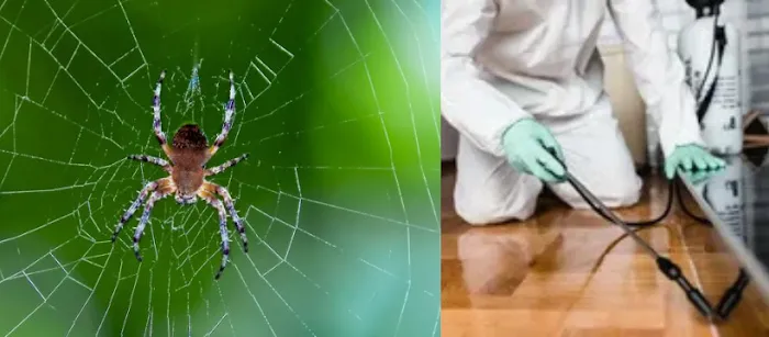 Spotlight Pest Control Picture 3