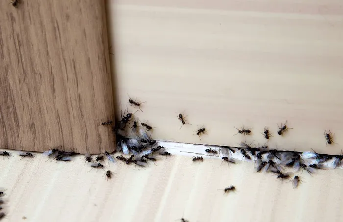 Blennerhassett Pest Control Picture 4