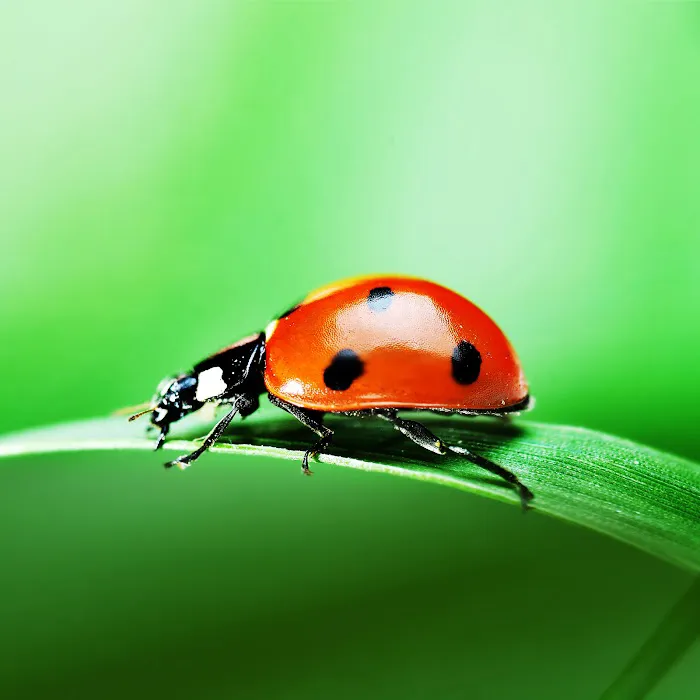 Termiteco Pest Control Picture 2