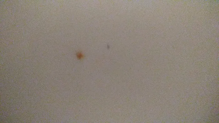 Ladybug Pest Services Picture 3