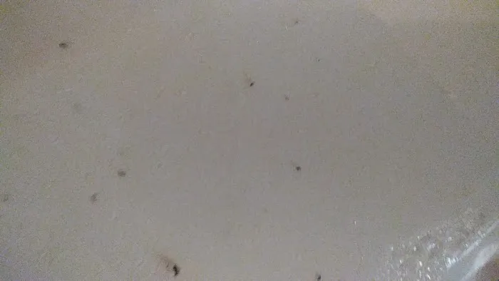 Ladybug Pest Services Picture 2