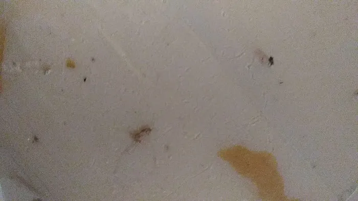 Ladybug Pest Services Picture 1