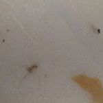 Ladybug Pest Services