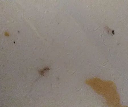 Ladybug Pest Services