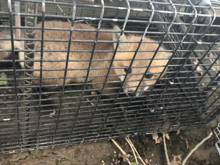 Wildlife Removal Experts Picture 2