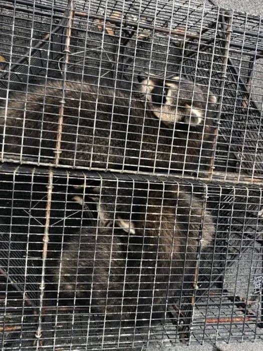 Wildlife Removal Experts Picture 10