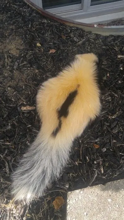 Wildlife Removal Experts Picture 8